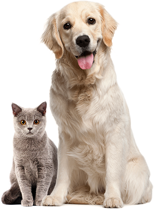 dog_and_cat